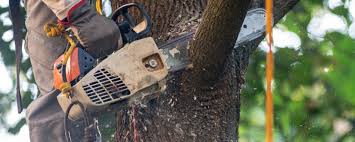 Best Hazardous Tree Removal  in Port Angeles East, WA