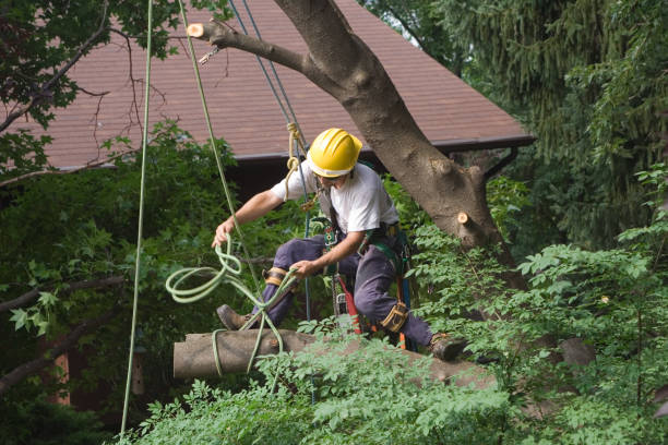 Best Tree Disease Treatment  in Port Angeles East, WA