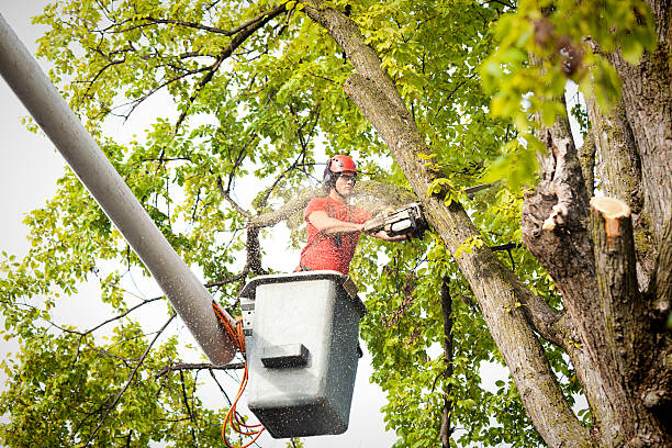 How Our Tree Care Process Works  in  Port Angeles East, WA