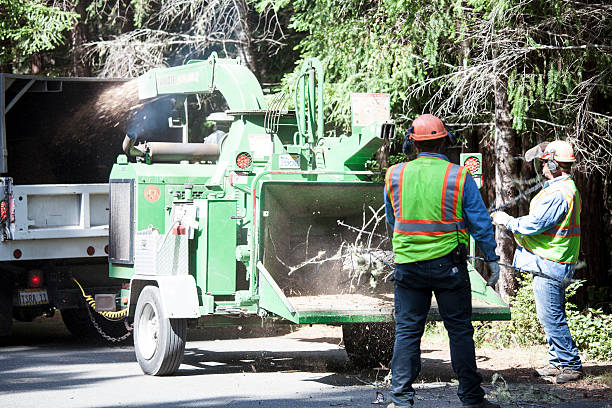 Best Grass Overseeding  in Port Angeles East, WA